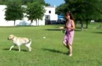 Dog Labrador training