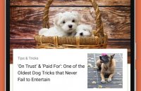 Dog training instructions