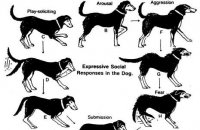Effective dog training