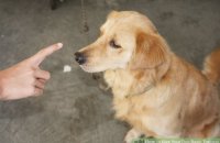 How to give training to dog?