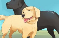 how to start training your dog