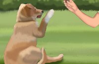 how to train a dog fast