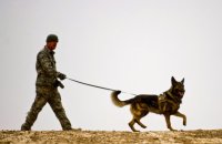 How to train K9 dogs?