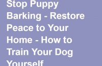 how to train your dog yourself