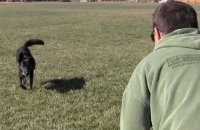 Training a dog to be off leash