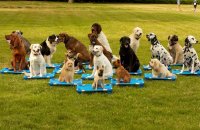 Training dogs to stay