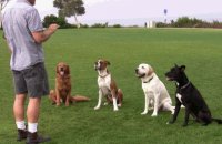 Training of dogs
