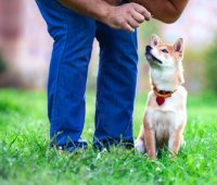 Training a Shiba Inu