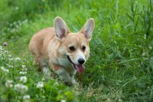 corgi running