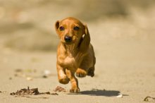 dachshund running