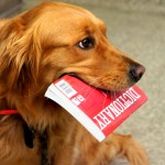 Dog holding book in mouth