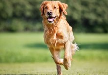 dog running