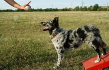 Dog Trainer Online Program