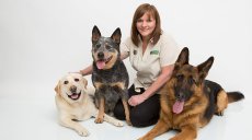 Dog Training Services