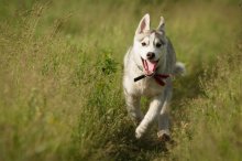 husky running