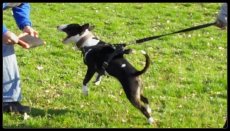 Mini Bull Terrier Protection Training