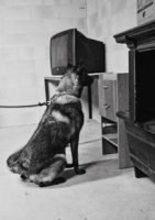 police dogs training methods