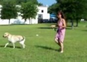 Dog Labrador training