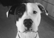 Dog trainers in my area