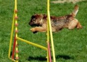 Dog training guide free
