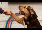 how to give dog training