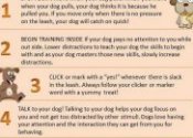 training tips for dogs